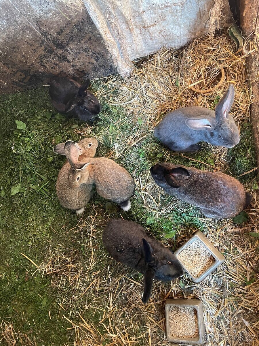 PRODÁM BELGICKÉ OBRY ČERNÉ + 75 % KŘÍŽENCE OBRŮ - 3