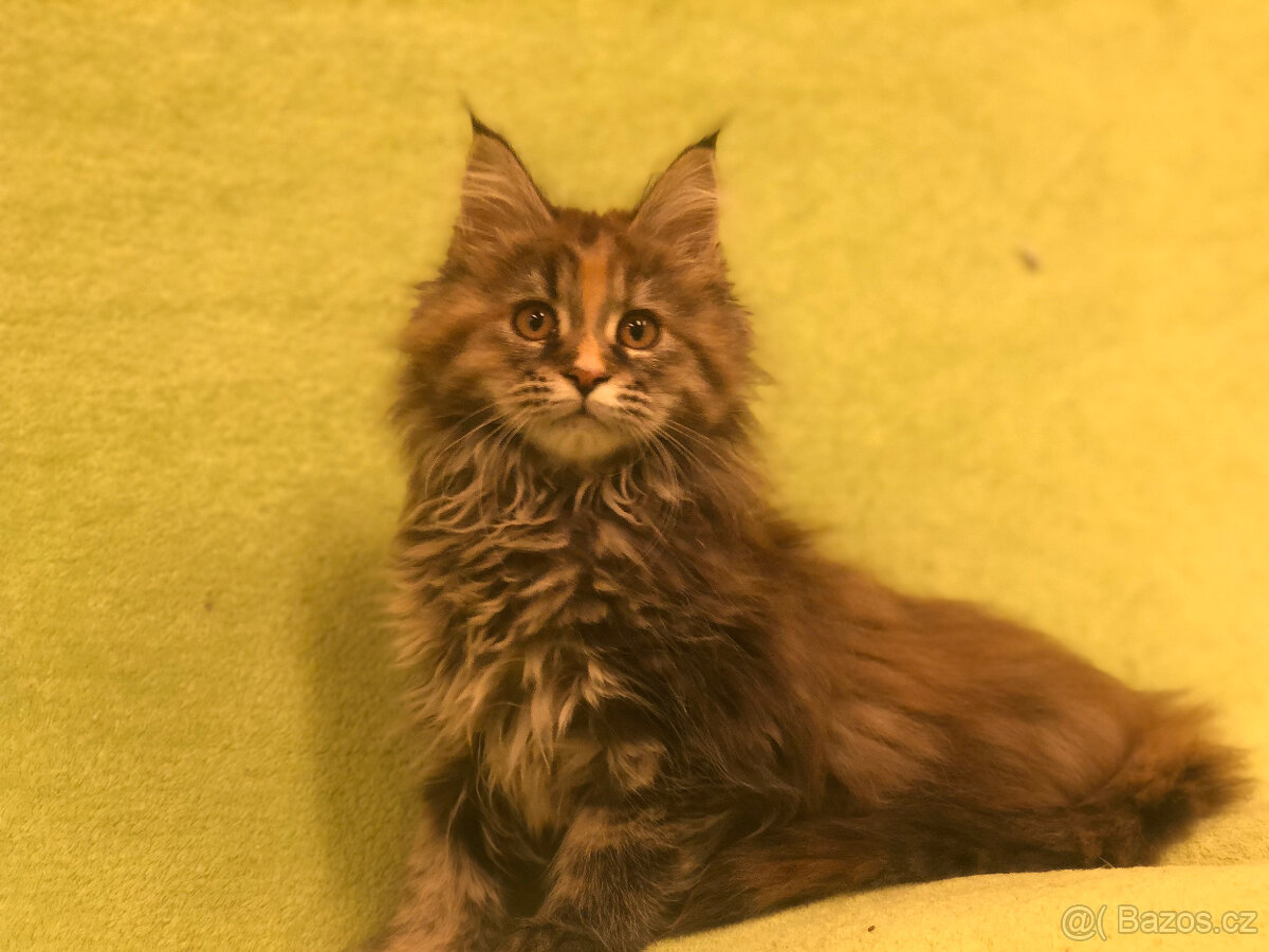 Mainská mývalí s PP - 3