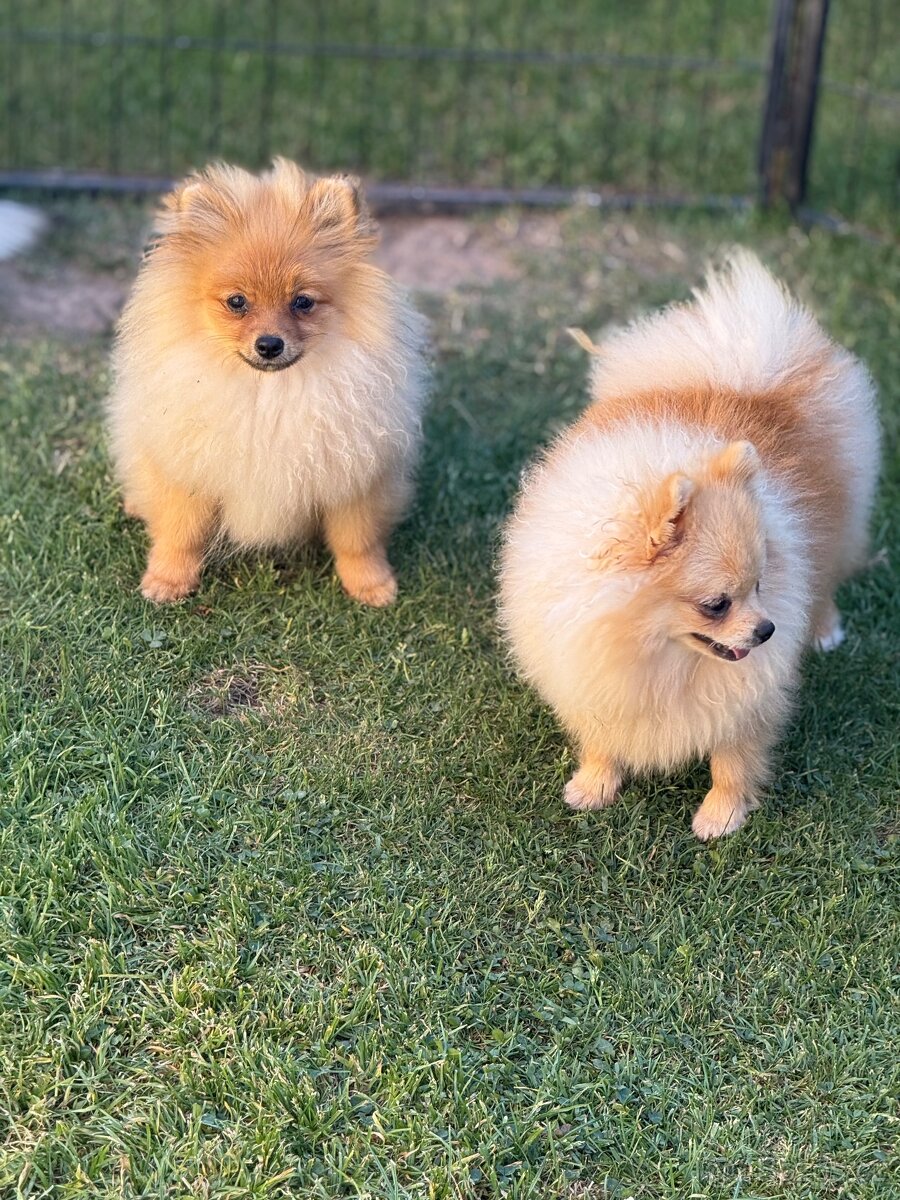 Pomeranian s PP - 3
