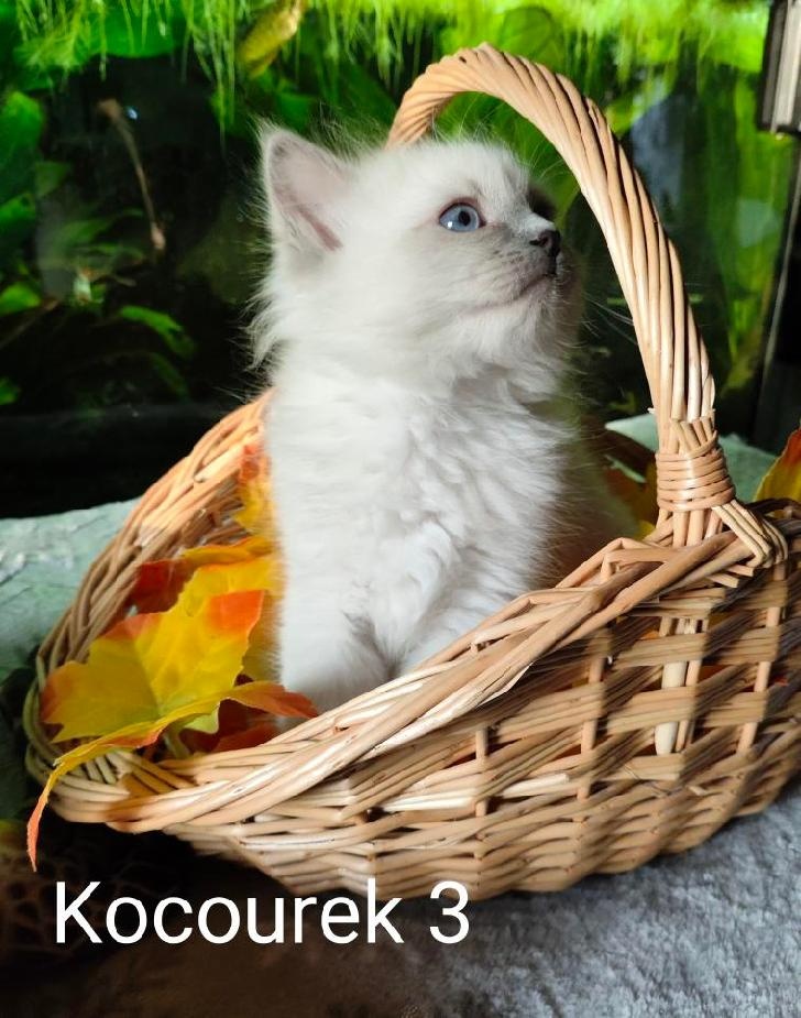 Ragdoll koťátka bez PP - 3