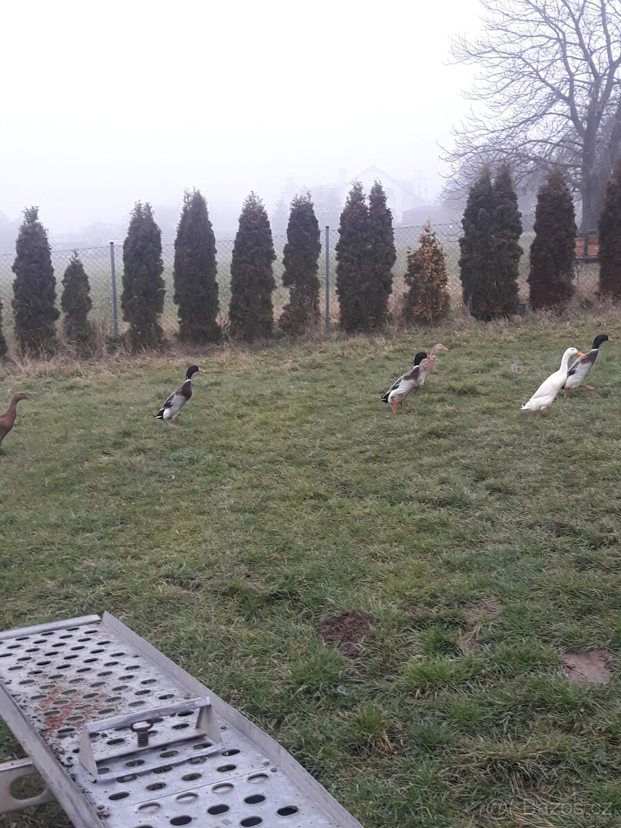 Indický Běžec - 3