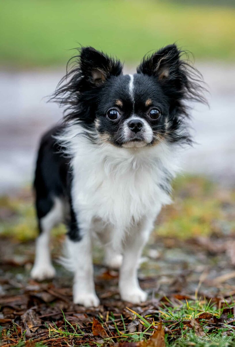 Čivava štěňata s PP FCI - 3