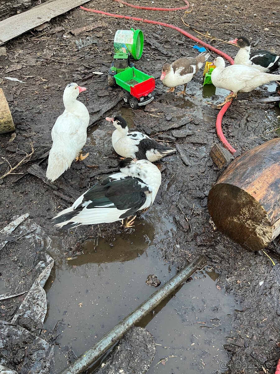 Kachna pižmová čínská - káčata - 3