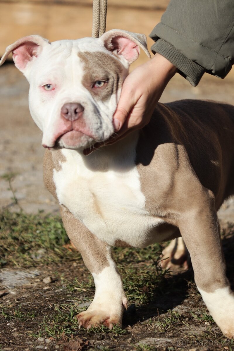 American bully pocket (ABKC) - 3