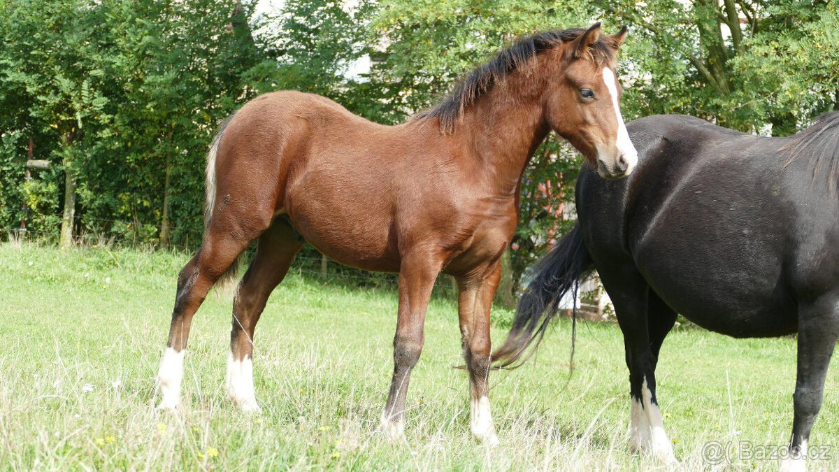 Welsh pony of cob type, sekce C - 3