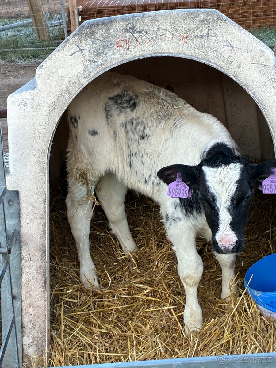 Koupím telata - 3