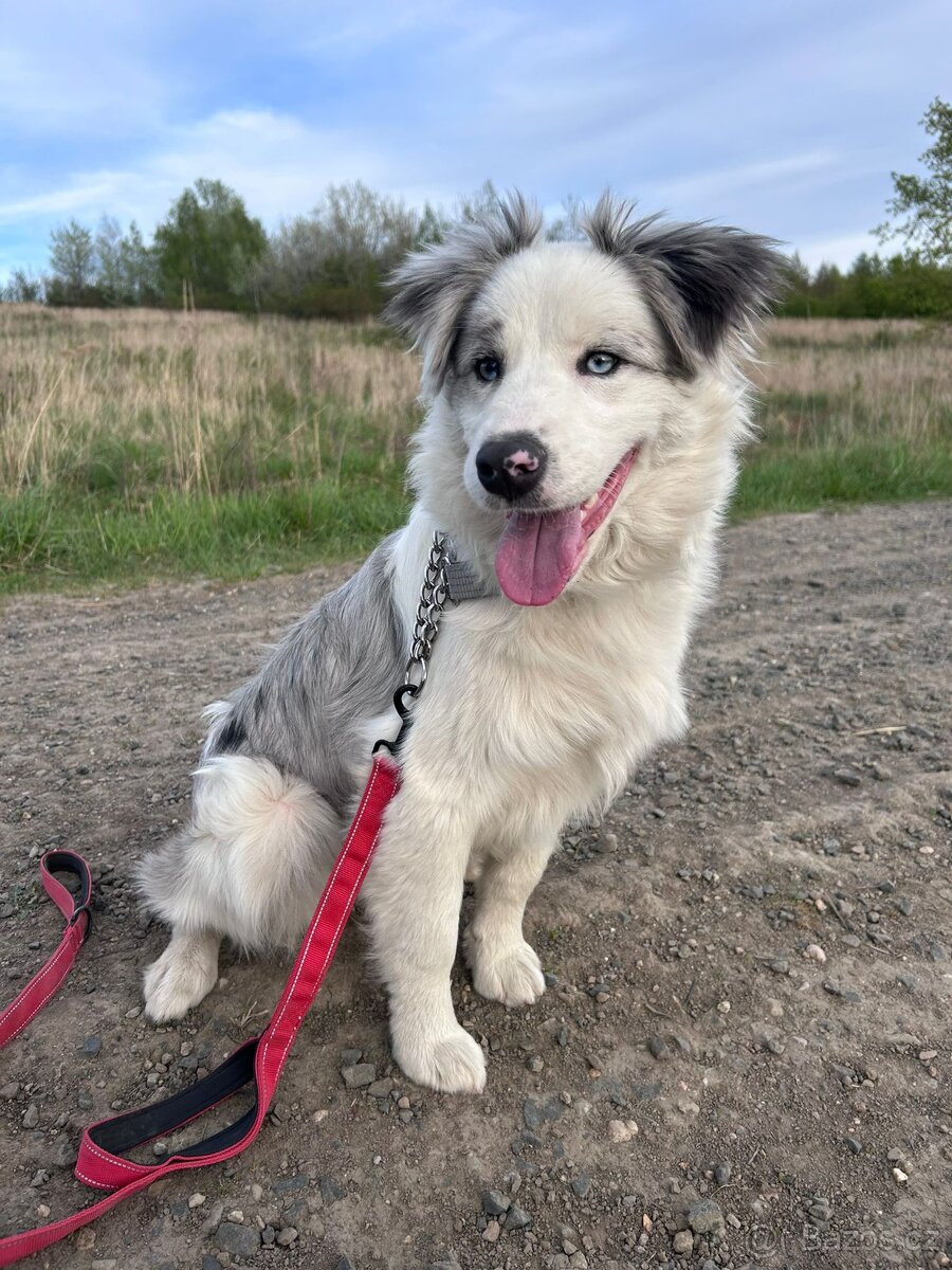 Border collie - 3