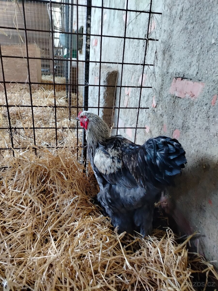 Prodám brahamku velkou - 3