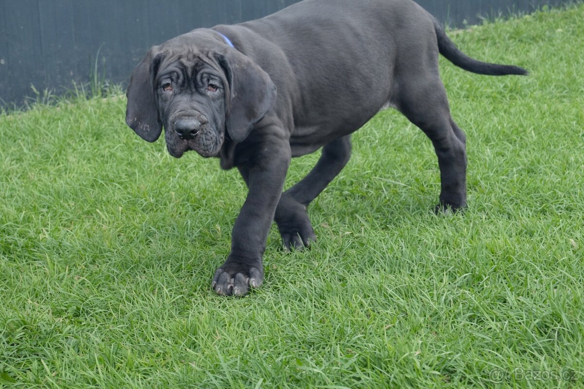 Brazilská fila s PP - 3