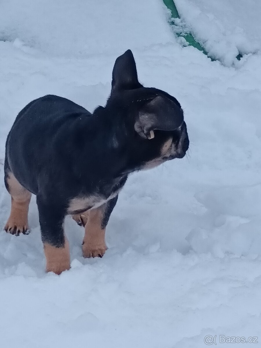 Francouzský buldocek - 3