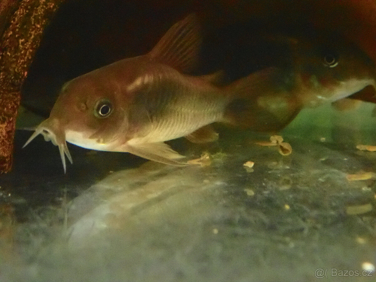 Pancéřníček zlatopásý - 3