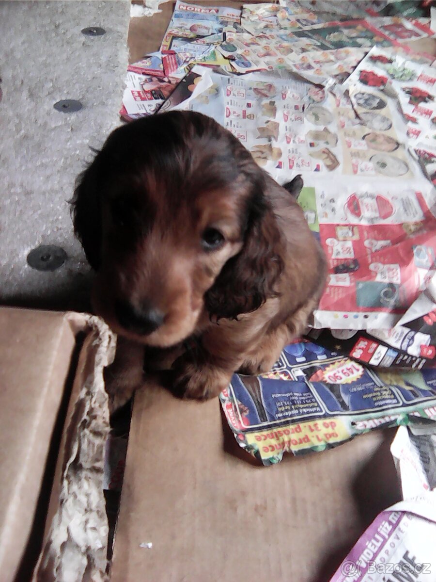 Štěňátka jezevčíka dlouhosrstého - 3