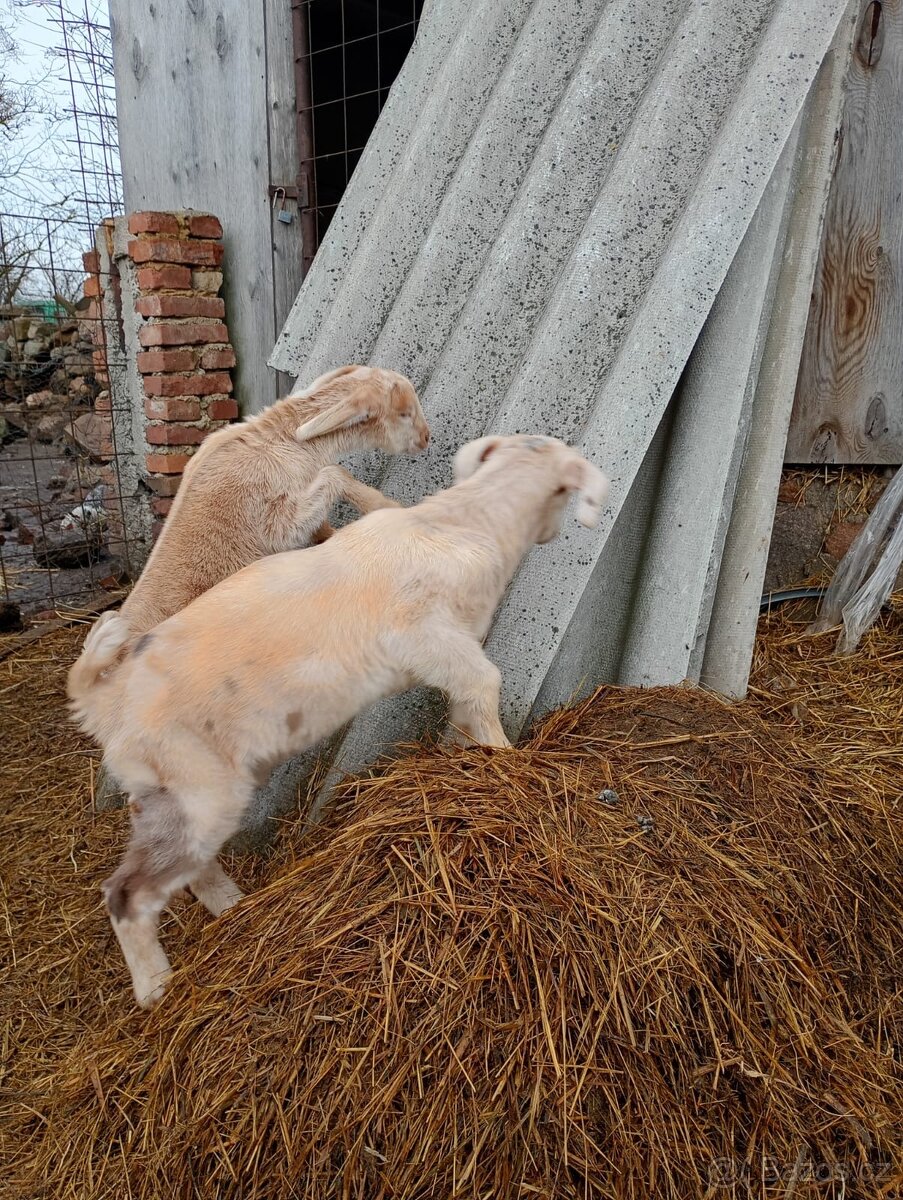 Kozel Anglonubijský - kůzle - 3