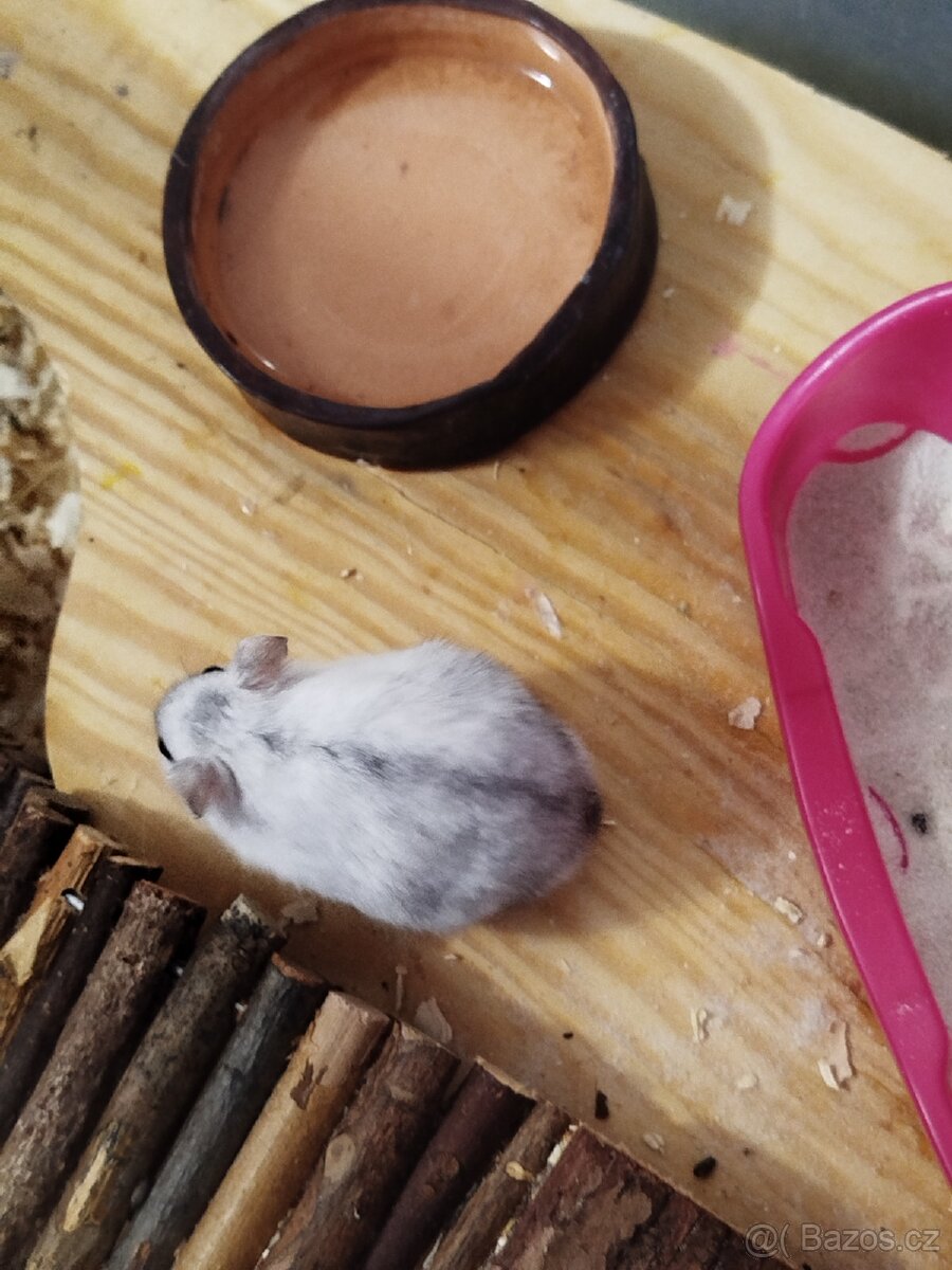 Křeček džungarský - 3