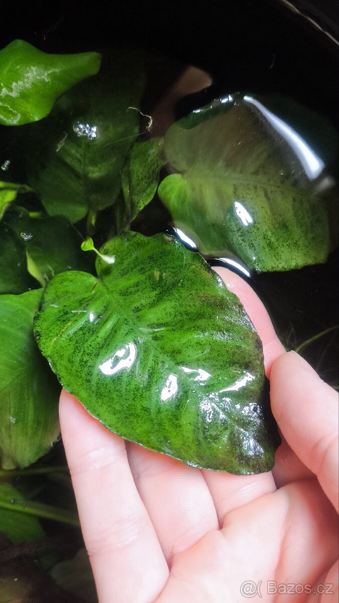 Anubias - 3