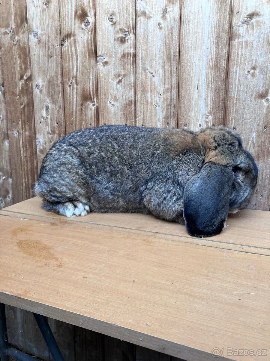 Francouzský beran - 3