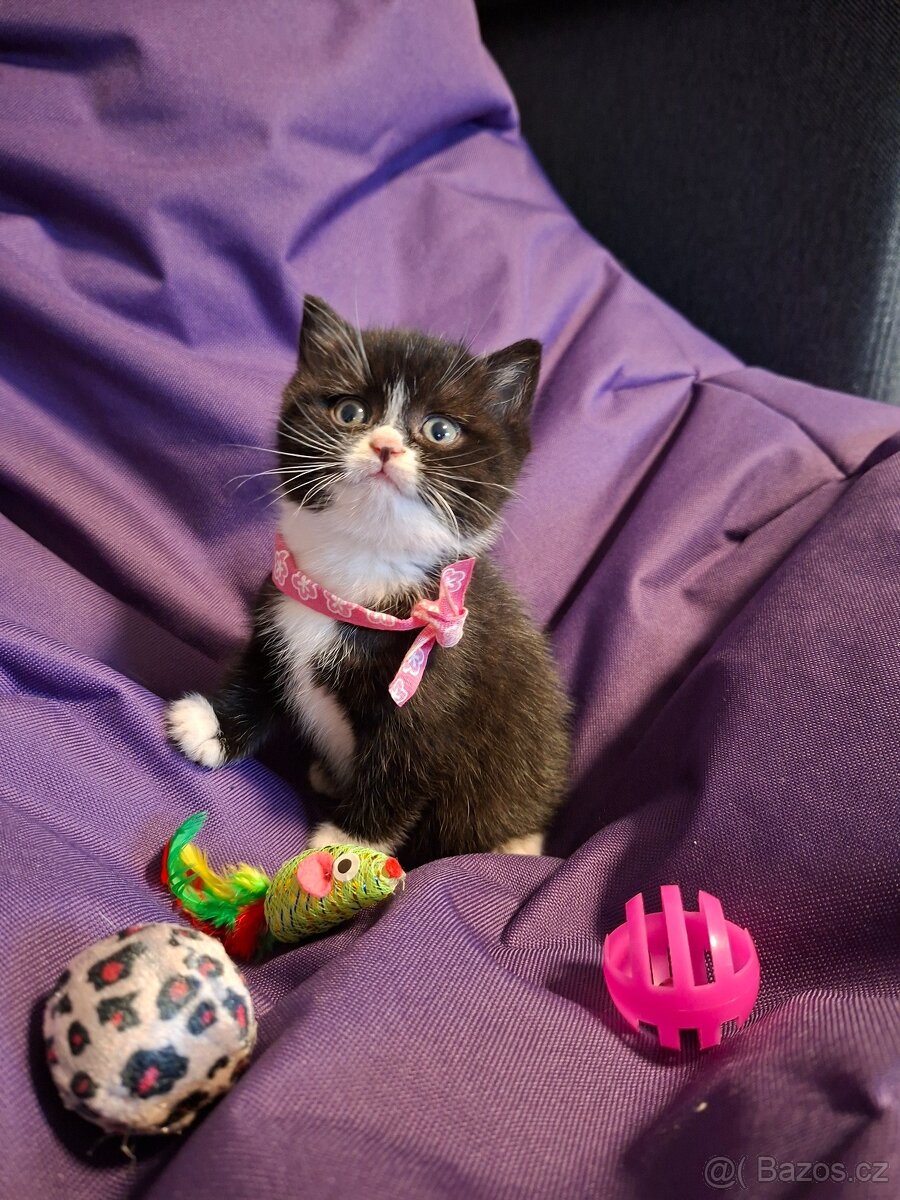 Britská koťata - 3