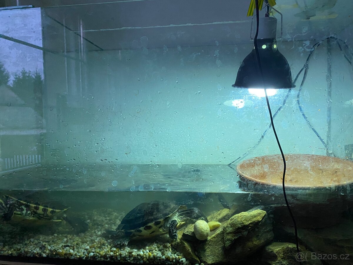 Želva Žlutolícá - 3