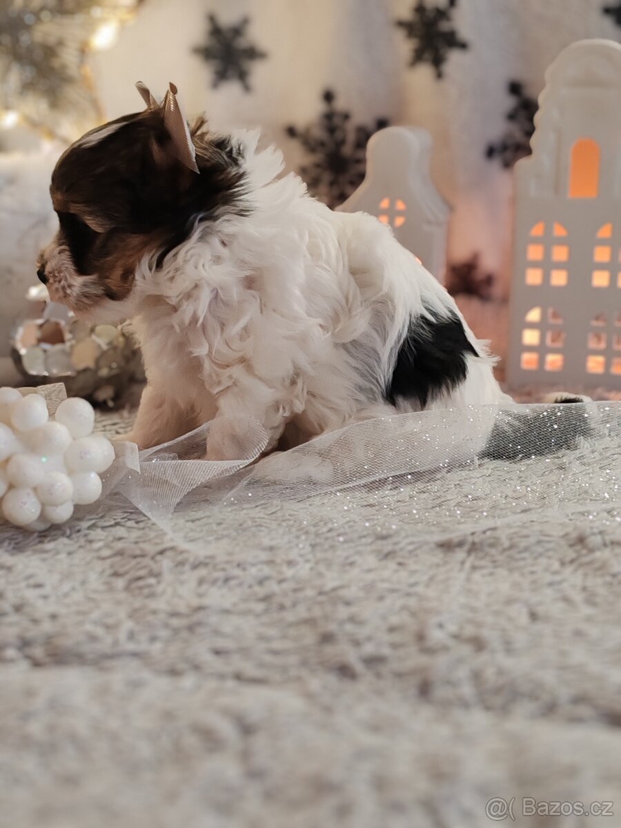 Jorkšírský teriér s PP biewer - 3