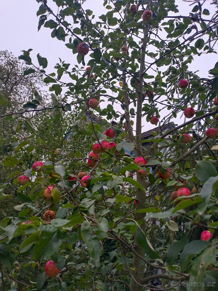 Jablka na uskladnění GALA, Golden Delicius, Sparťan, Rezeta - 3