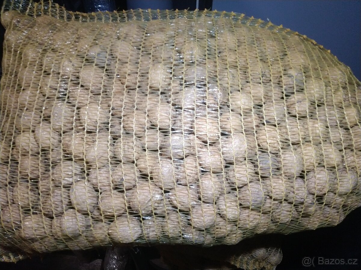 Vlašské ořechy 2025 - 3