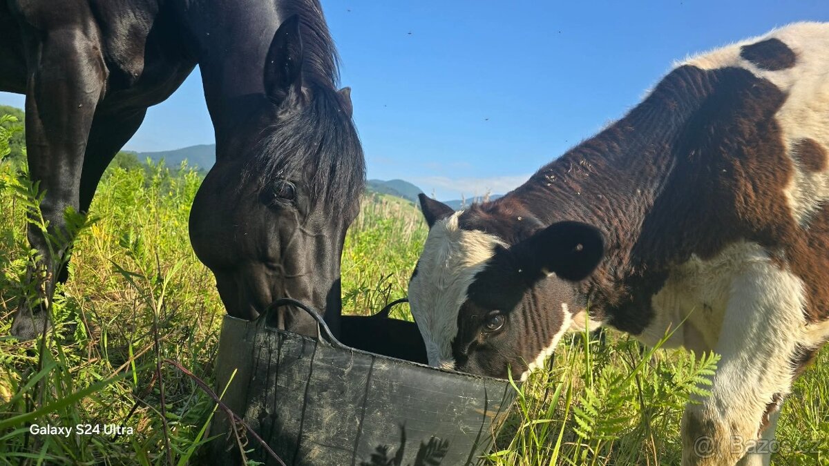 6 ročná kobylka - 3