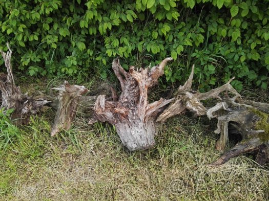 Prodám okrasné kořeny a pařezy do zahrad - 3
