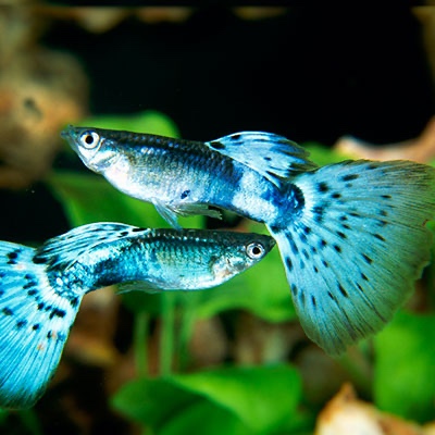 Nabízím paví očka Galaxy Grass - vlastní odchov - 3