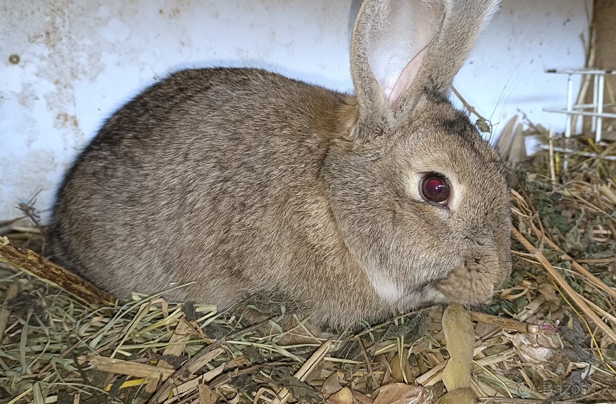 Prodám králíci, sušené pečivo a ječmen - 3
