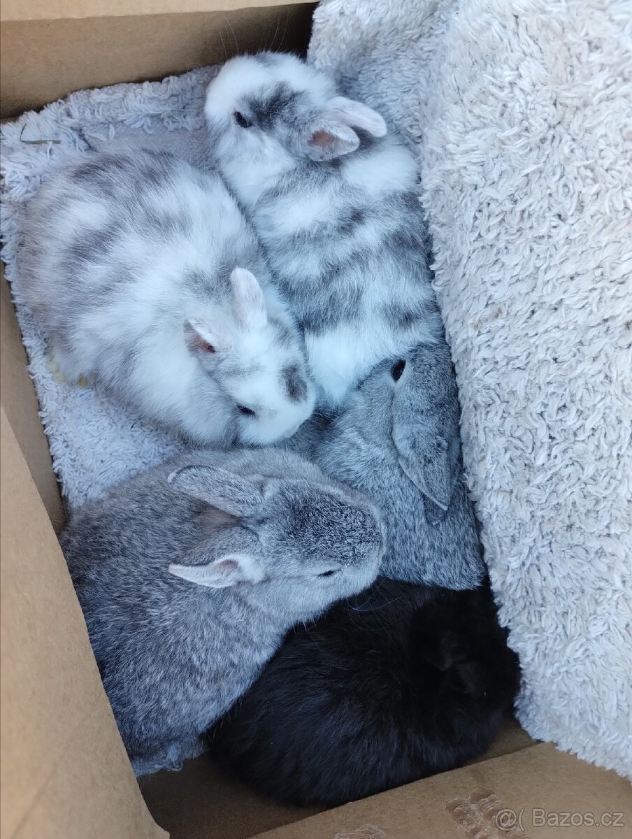 Zakrslý králík - 3