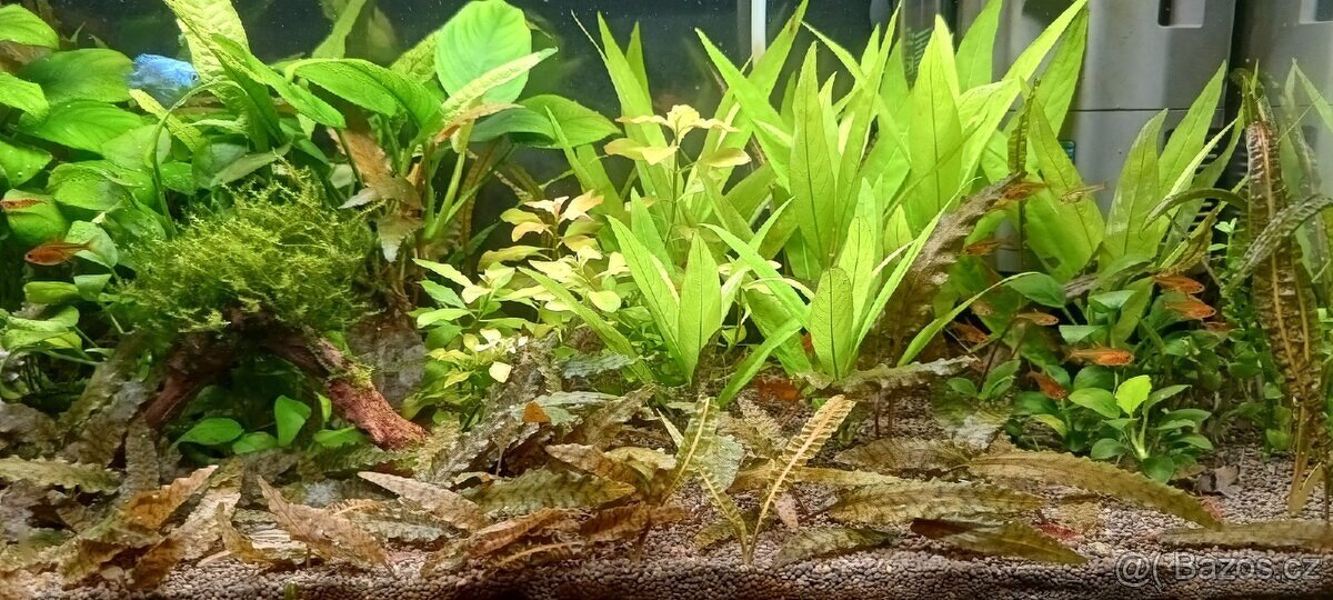 Akvarijní rostliny - 3