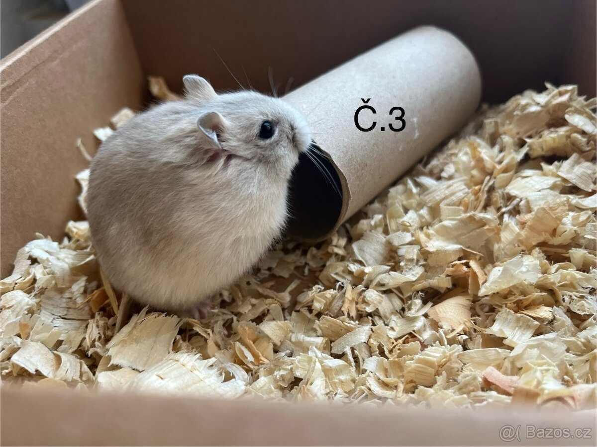 Křeček džungarský (mláďata) - 3