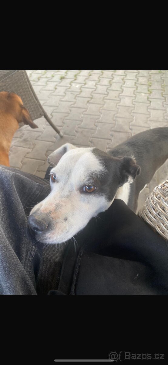 Daruji 2 fenečky - 3