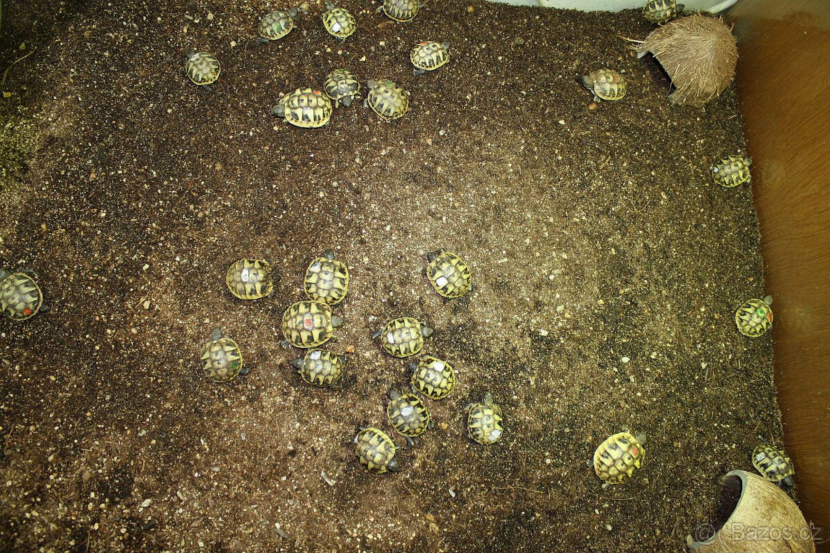 suchozemská Želva zelenavá (Testudo hermanni) - mláďata - 3