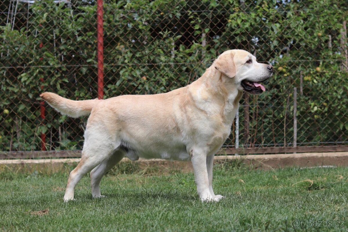 Labradorsky retriever s PP - 3