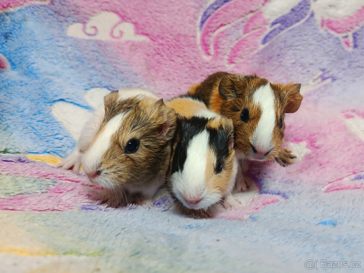 Mládě sameček - 3