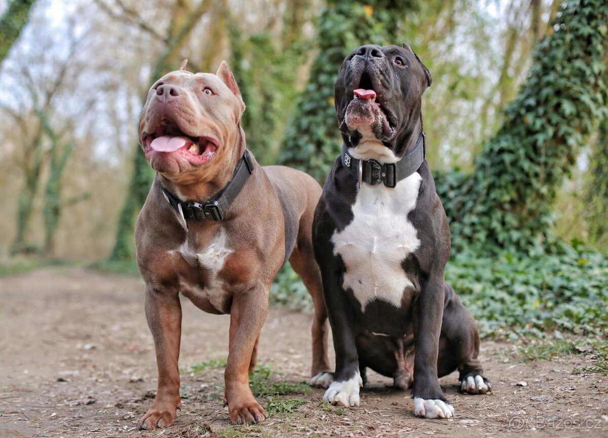 American Bully Xl - 3