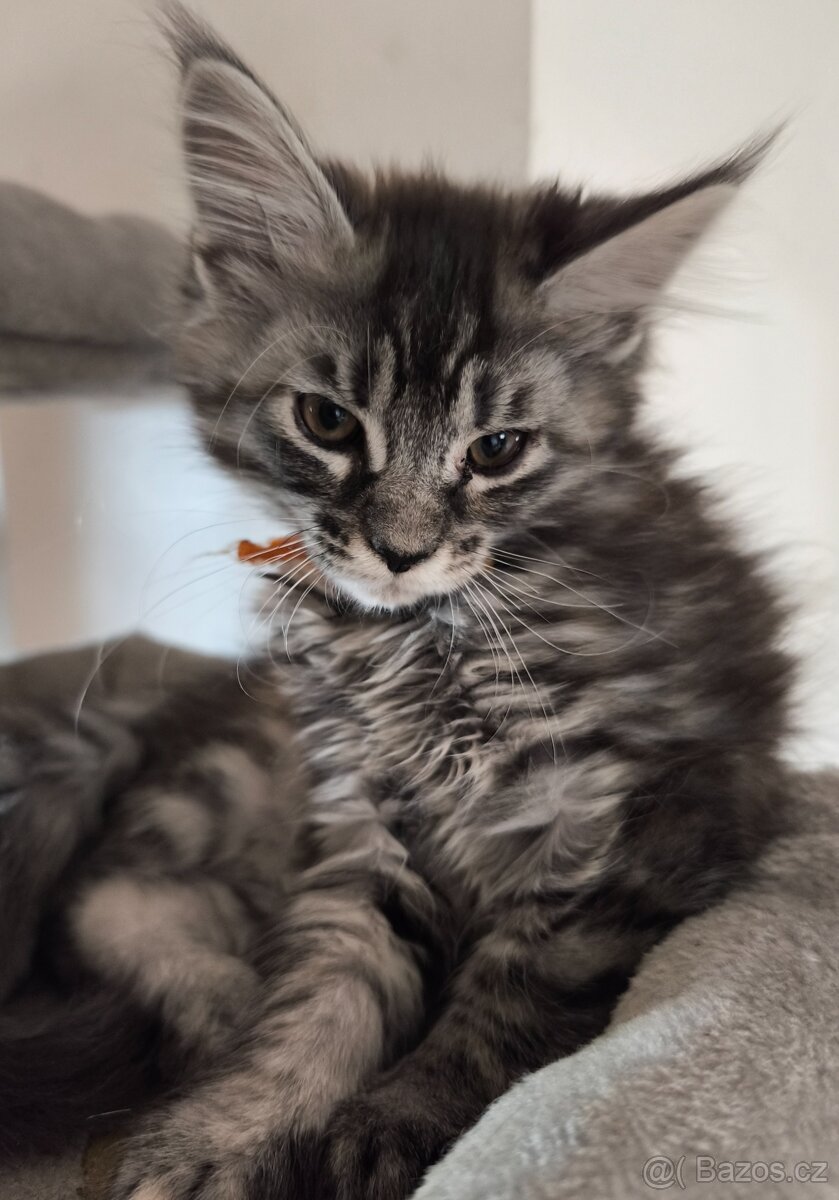 Mainská mývalí koťátka bez PP - 3