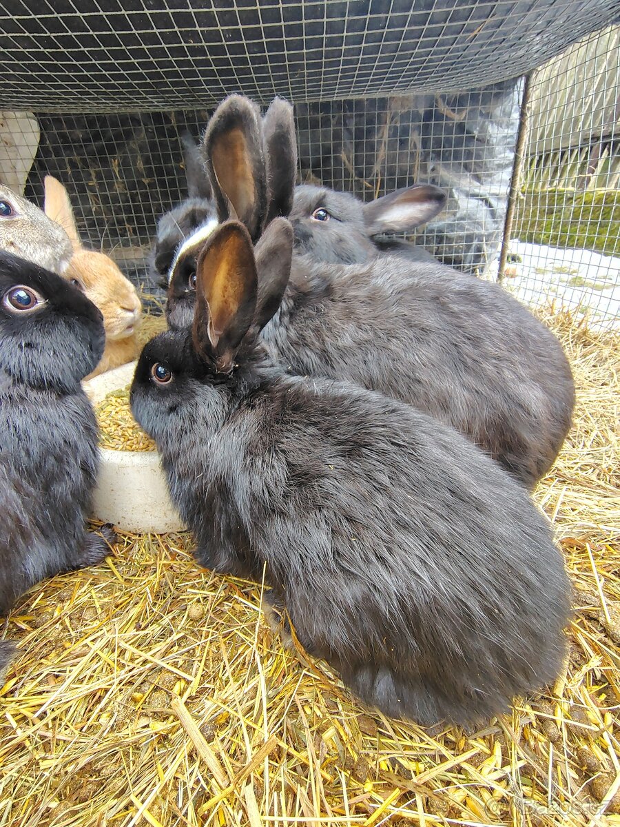 Králík - samci - 3