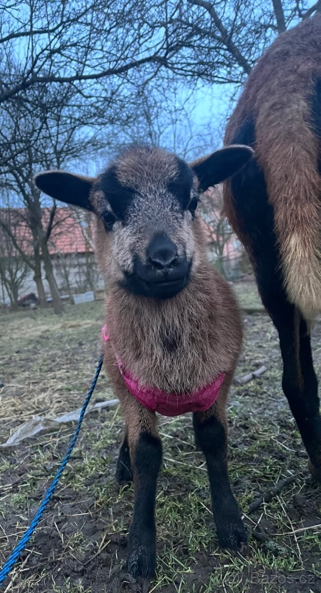 Kamerunské jehňata - 3