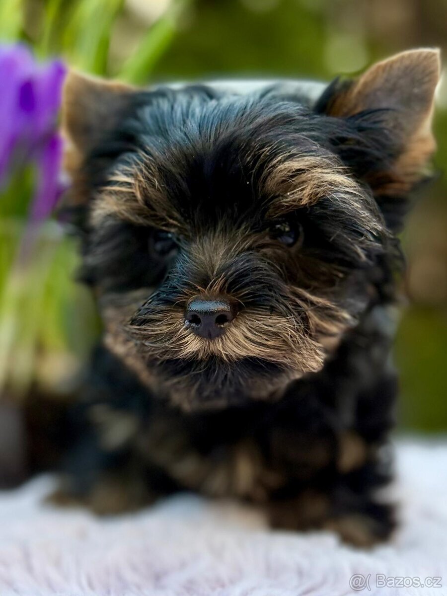 Jorkširský teriér s pp - 3