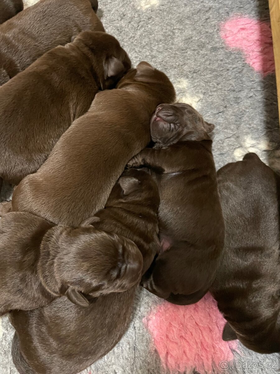 Štěňátka s PP - Labradorský retriever - 3