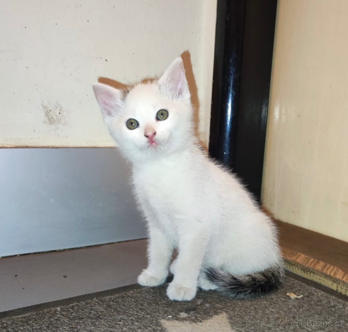 Darujeme kocourka - 3