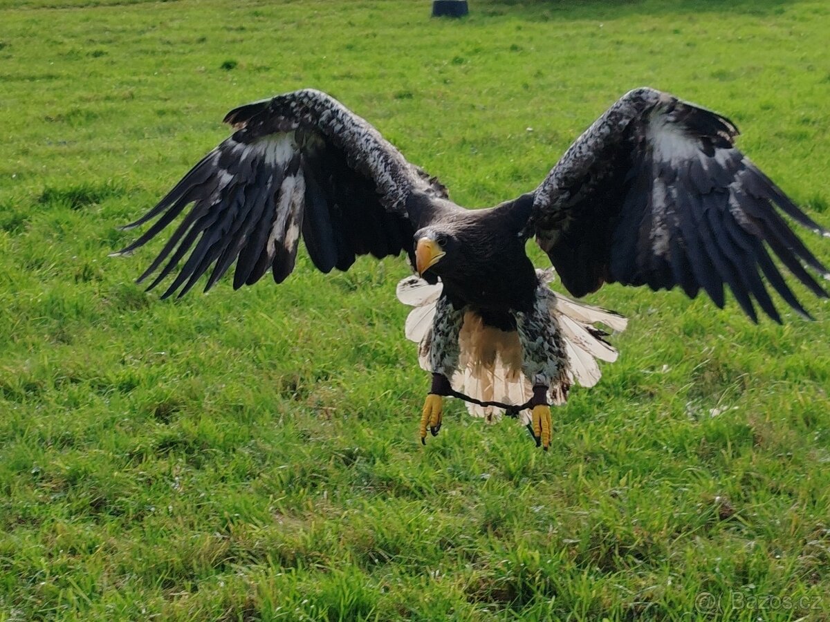 Dárkový poukaz záchranná stanice dravců. - 3