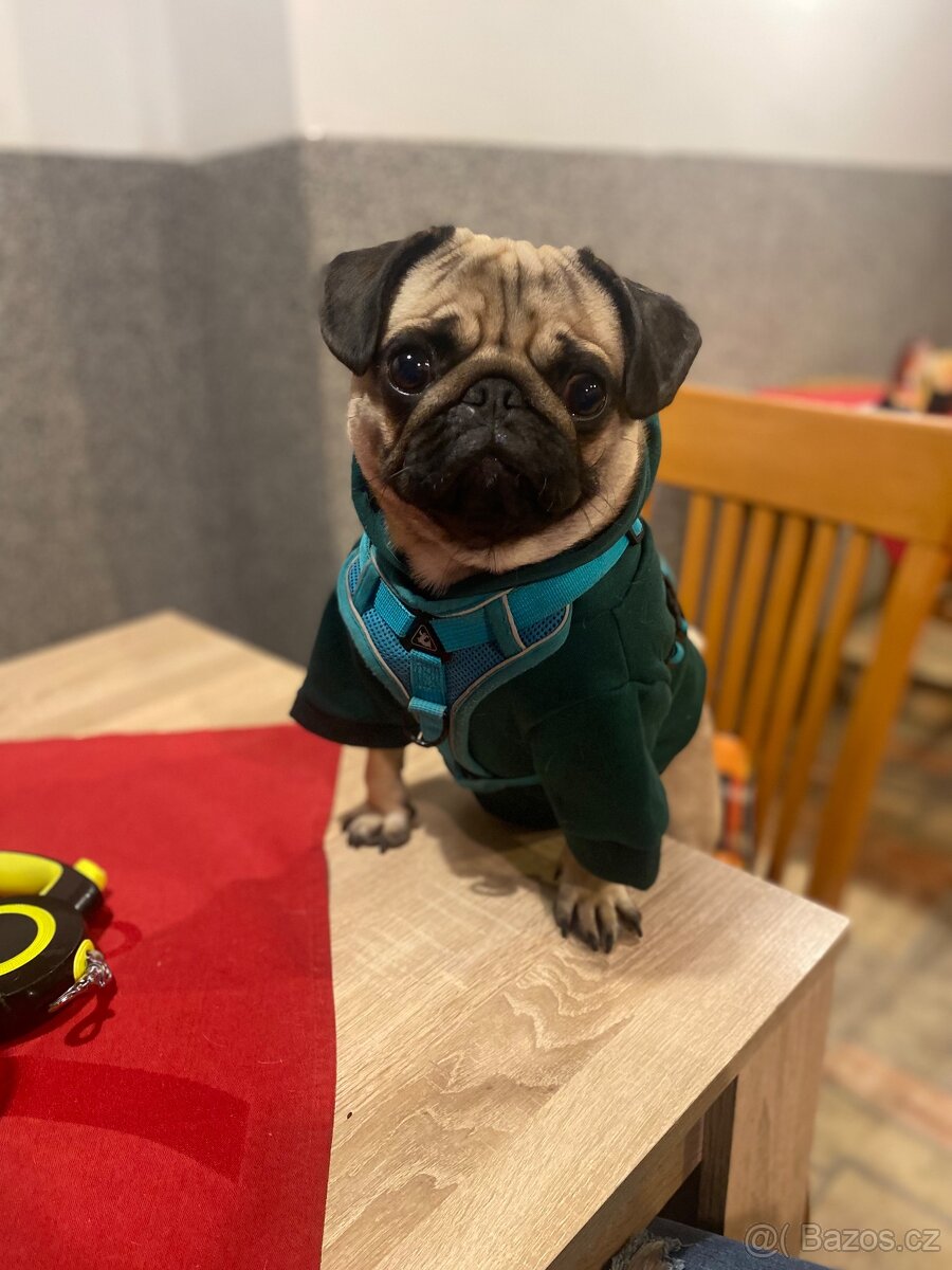 Nabízí se psí gentleman ke krytí – MOPS Teodor hledá lásku - 3