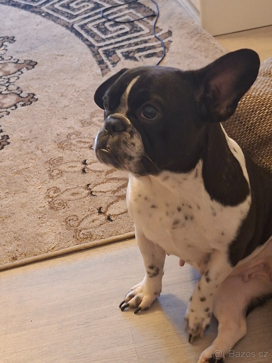 Fenka fr.buldoček - 3