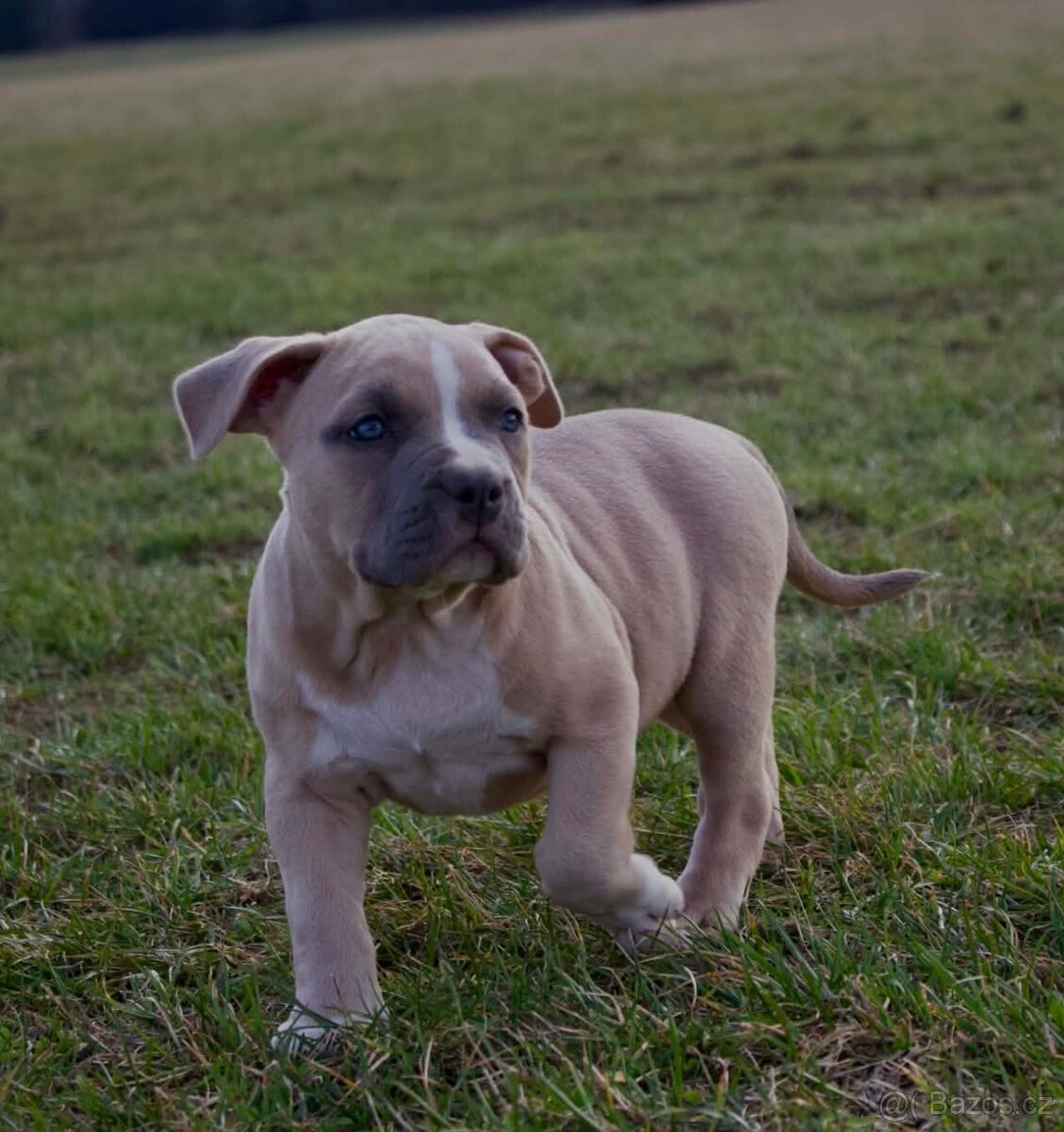American Bully Standard - 3