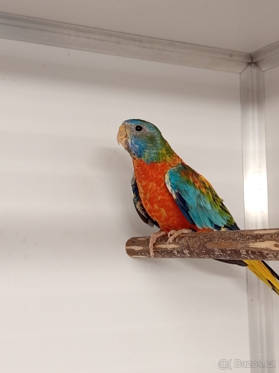 Neofėma modrohlavá - 3