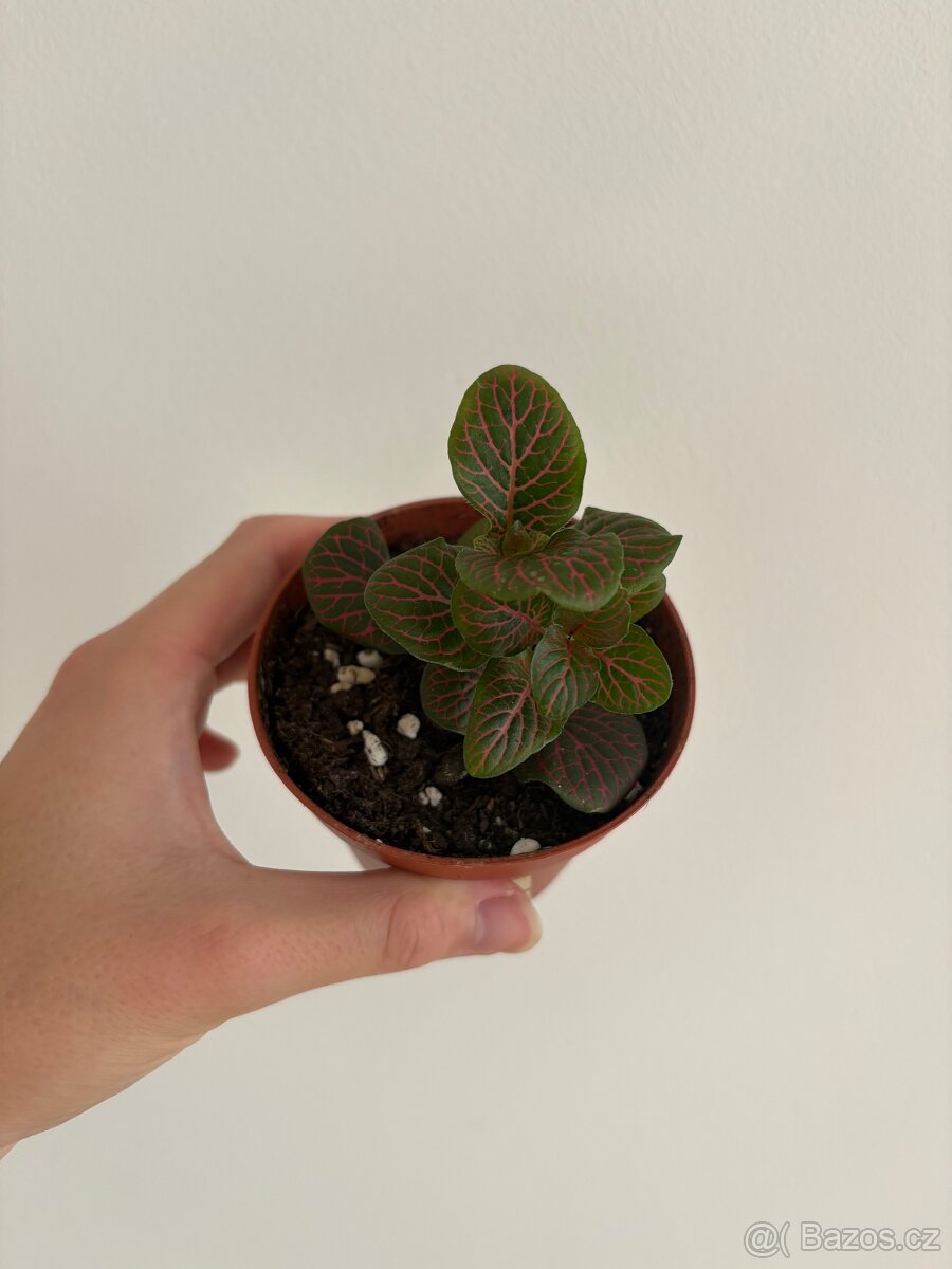Fittonia - 3