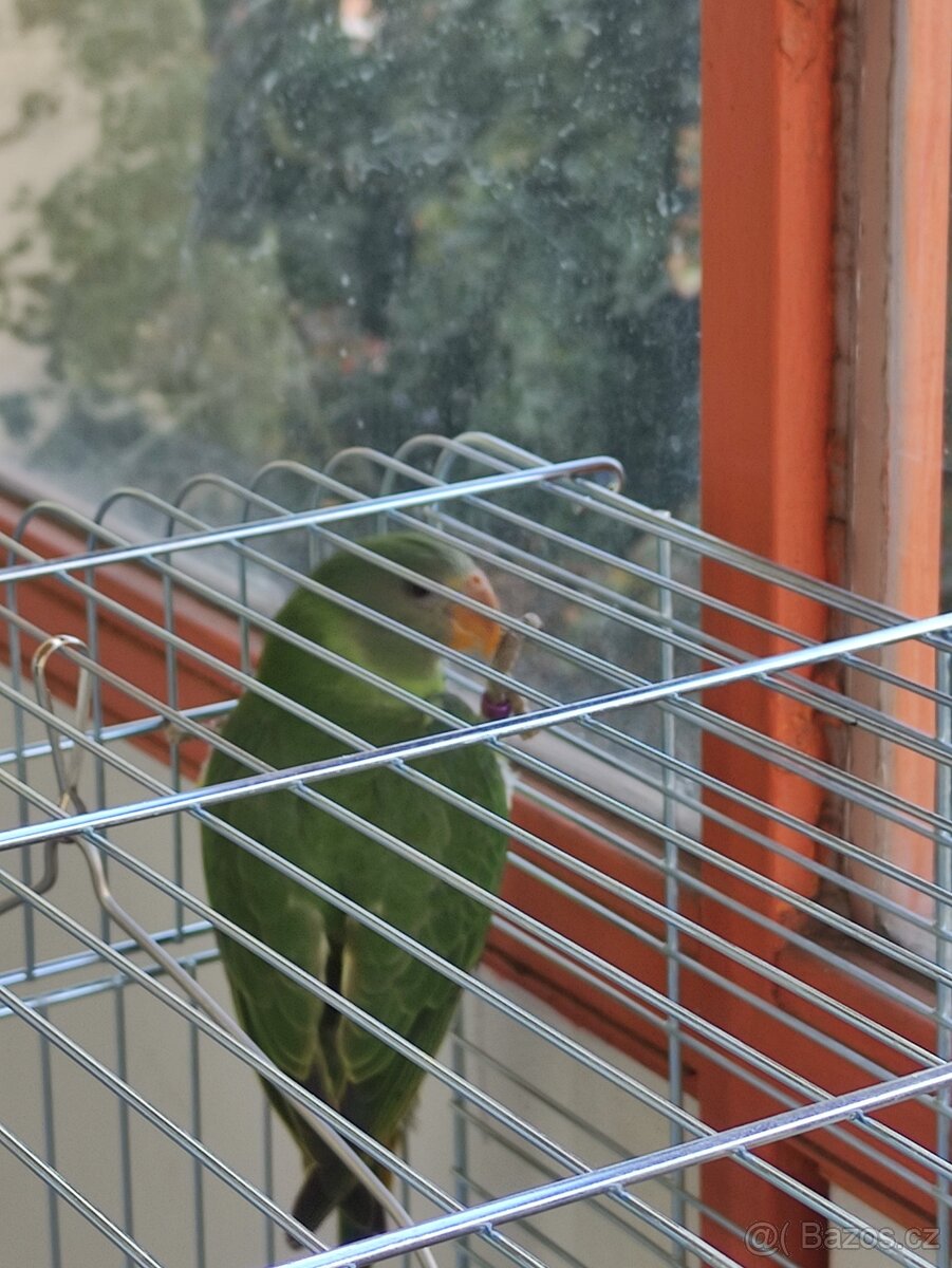 Alexander ciernohlavy - 3